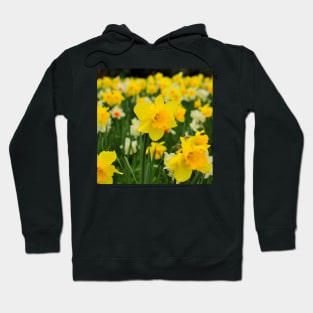 Vibrant Yellow Wild Daffodil Hoodie